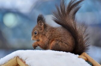 День ангела 28 лютого: кого та як вітати з іменинами