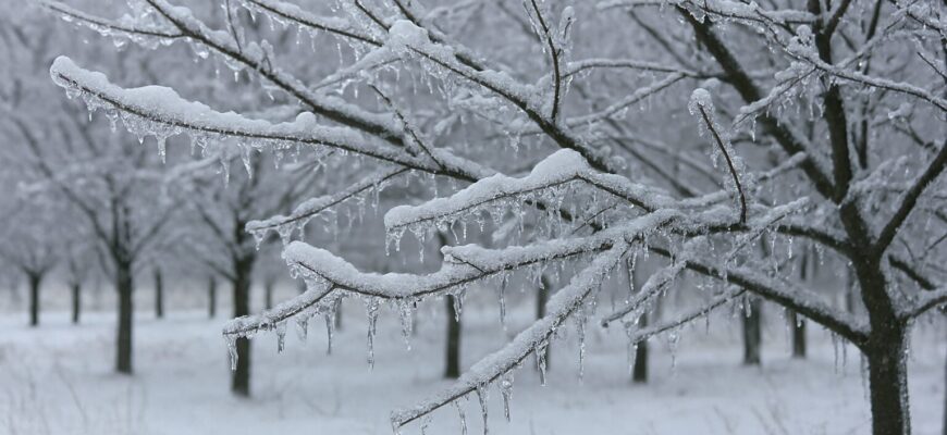 Обв’язуємо стовбури фруктових дерев цим і горя не знаємо: крижана кірка не утворюється Обв’язуємо стовбури фруктових дерев цим і горя не знаємо: крижана кірка не утворюється