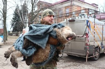 💔 Господарі поїхали, а він чекав під обстрілами: до сліз зворушлива історія порятунку старенького песика на Донеччині