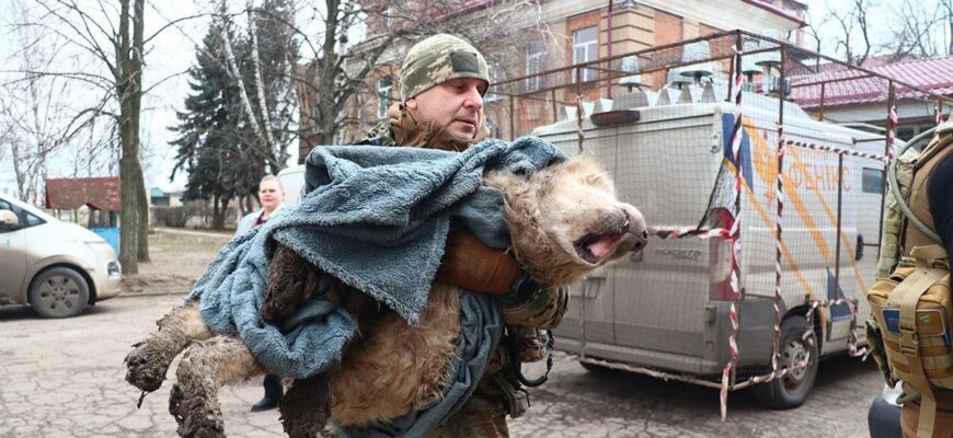 💔 Господарі поїхали, а він чекав під обстрілами: до сліз зворушлива історія порятунку старенького песика на Донеччині 💔 Господарі поїхали, а він чекав під обстрілами: до сліз зворушлива історія порятунку старенького песика на Донеччині