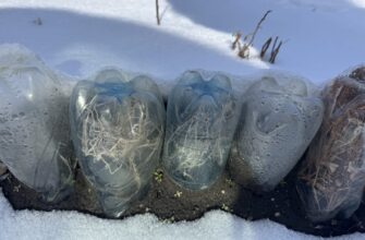 Зі сміття роблю міні-теплиці для підзимових посівів/квітів/ранніх сходів: 1 лайфхак, який працює й коли -15