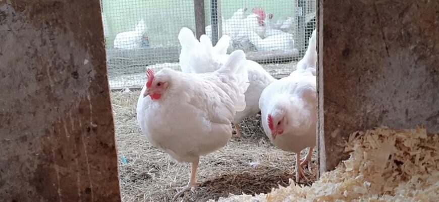 Капаю по 2 краплі – і блохи вилітають кулею з курника: перевірені способи від паразитів у курей