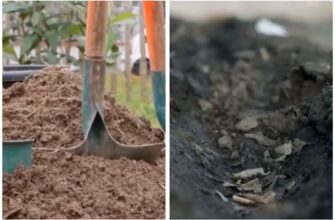 Ніякого гною: ось як без клопоту отримати чорнозем за 1 сезон – навіть якщо на грядці була глина