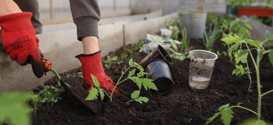 Перша розсада у лютому 2026: які рослини посіяти в горщики, щоб врожай був гарним Перша розсада у лютому 2026: які рослини посіяти в горщики, щоб врожай був гарним