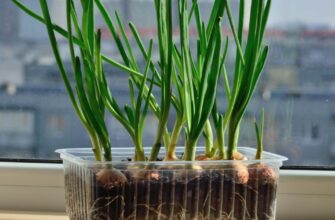 Коли садити цибулю на розсаду 2026 року: сприятливі дні