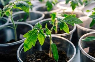 Коли сіяти томати на розсаду: як правильно розрахувати термін