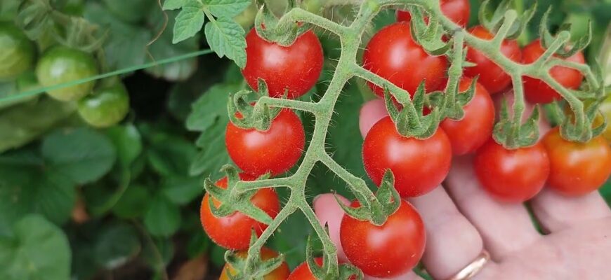 3 сорти помідорів-гігантів для відкритого ґрунту: ці рекордсмени не бояться раптових заморозків 3 сорти помідорів-гігантів для відкритого ґрунту: ці рекордсмени не бояться раптових заморозків