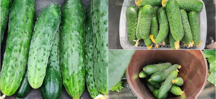 Огірки-чемпіони 2026: 1 сорт, який плодоносить навіть на підвіконні, дає великі плоди Огірки-чемпіони 2026: 1 сорт, який плодоносить навіть на підвіконні, дає великі плоди