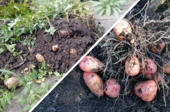 Підморожену картоплю можна врятувати: поради агронома, якщо ви поспішили з посадкою картоплі у 2026