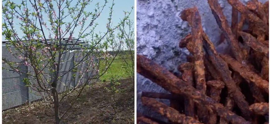 Чому садівники в селах заривають цвяхи, і бажано – іржаві, в землю: 1 просте пояснення перевернуло мій світ Чому садівники в селах заривають цвяхи, і бажано – іржаві, в землю: 1 просте пояснення перевернуло мій світ