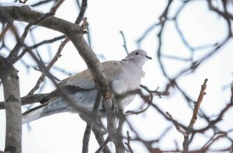 🤫 «Не хвали дитину і не чухай вуха!»: чому 22 лютого українці боялися робити ці три звичайні речі і що віщують прикмети 🌾🧿