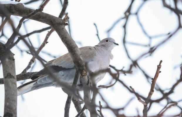 🤫 «Не хвали дитину і не чухай вуха!»: чому 22 лютого українці боялися робити ці три звичайні речі і що віщують прикмети 🌾🧿 🤫 «Не хвали дитину і не чухай вуха!»: чому 22 лютого українці боялися робити ці три звичайні речі і що віщують прикмети 🌾🧿