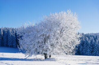 Новий тиждень в Україні розпочнеться із суворих морозів, але є й позитивний момент