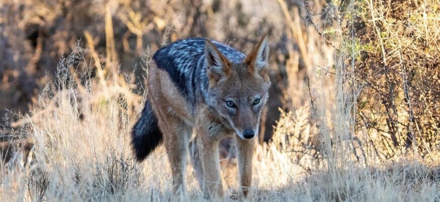 Нові сусіди: чому шакали почали мігрувати Україною та яку реальну небезпеку вони несуть Нові сусіди: чому шакали почали мігрувати Україною та яку реальну небезпеку вони несуть