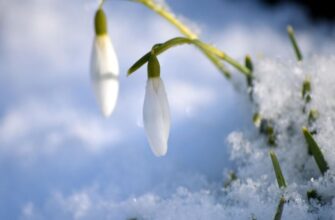 Останні морози перед потеплінням: прогноз погоди на 20 лютого