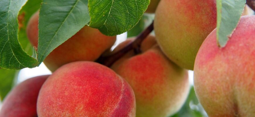 Чим обробити персик від кучерявості? 2 столових ложки цього і урожаю в 10 разів більше