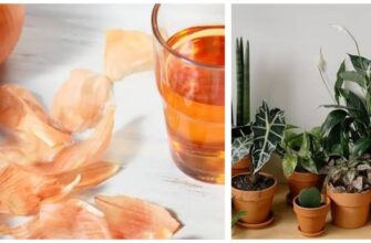 Навіщо витрачати гроші на добрива: збираю лушпиння з 5 цибулин – і мої кімнатні рослини просто пішли в ріст