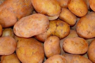 Підмерзла картопля: що робити, чи можна її їсти
