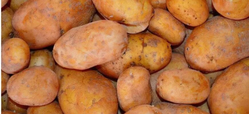 Підмерзла картопля: що робити, чи можна її їсти Підмерзла картопля: що робити, чи можна її їсти