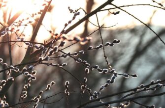 До +13° на термометрі: яким буде перший день весни в Україні