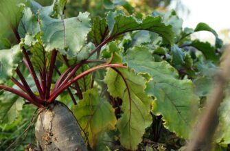 Що посадити поруч зі столовим буряком: найкращі сусіди