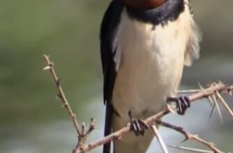 Ластівки в Україні зникають не випадково: хто винен