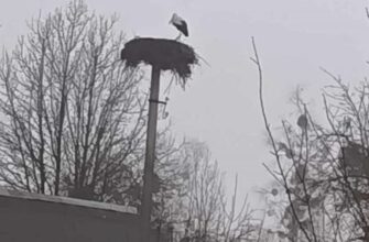 Вже сидить у гнізді: в Україні зафіксували першого лелеку