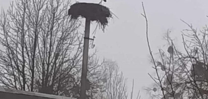 Вже сидить у гнізді: в Україні зафіксували першого лелеку Вже сидить у гнізді: в Україні зафіксували першого лелеку