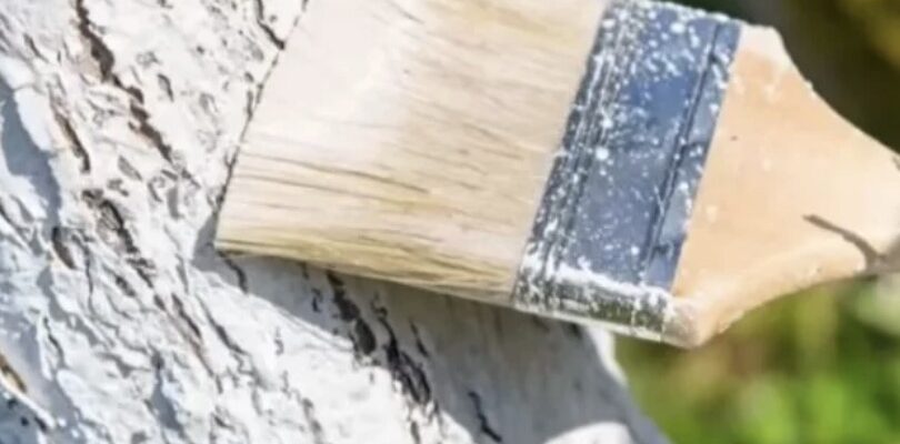 Точно не змиється: що треба додати в побілку для дерев Точно не змиється: що треба додати в побілку для дерев