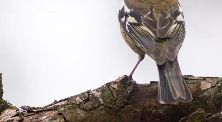 Україну накриє антициклон: синоптикиня розкрила, яку погоду він принесе у п’ятницю
