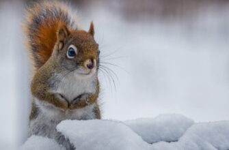 ❄️ Замете по пояс: синоптики попереджають про різкий наступ арктичного холоду на Україну