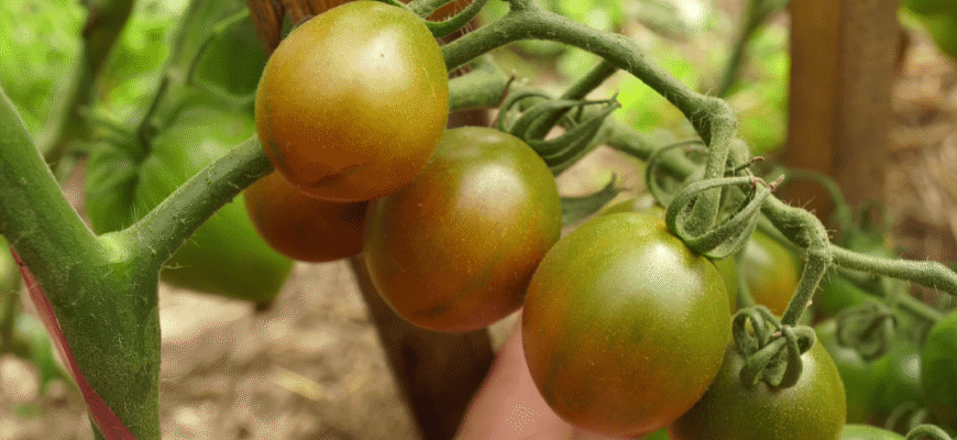 Китайський метод вирощування томатів: шпарять по 20 кілограмів з 1 квадратного метра Китайський метод вирощування томатів: шпарять по 20 кілограмів з 1 квадратного метра