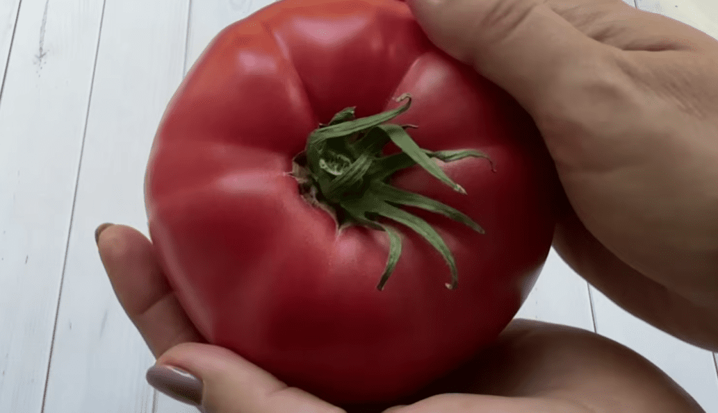 Городники назвали найнадійніші сорти помідорів для всіх регіонів