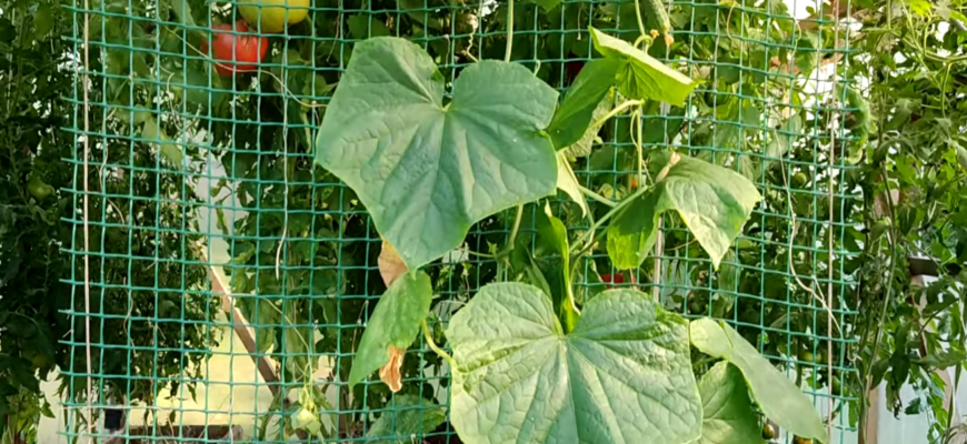 3 сорти, і все літо без магазинних огірків: хрускіт на весь будинок, а банок не напасешся 3 сорти, і все літо без магазинних огірків: хрускіт на весь будинок, а банок не напасешся