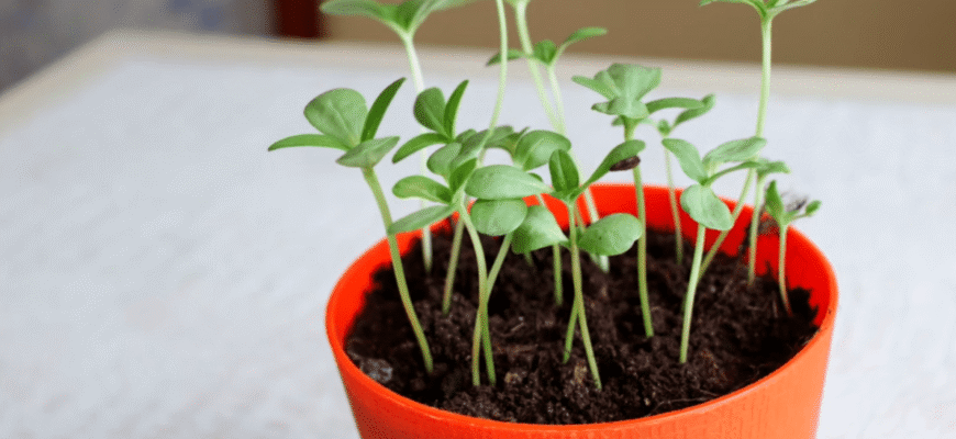 Хитрість для насіння: 1 склянка окропу – і розсада лізе густою щіткою вже на 3-й день