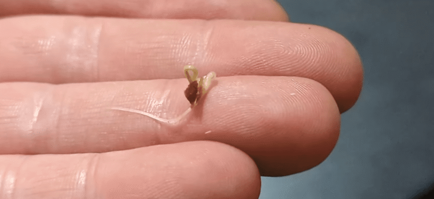 Насіння помідорів та перцю сходять дружно після ЦЬОГО: навіть якщо ви не супер-городник Насіння помідорів та перцю сходять дружно після ЦЬОГО: навіть якщо ви не супер-городник