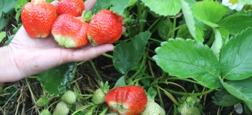 Перша обробка полуниці в квітні 2026: рівно 1 гранула під кущ – і ягоди будуть великі як горіх Перша обробка полуниці в квітні 2026: рівно 1 гранула під кущ – і ягоди будуть великі як горіх