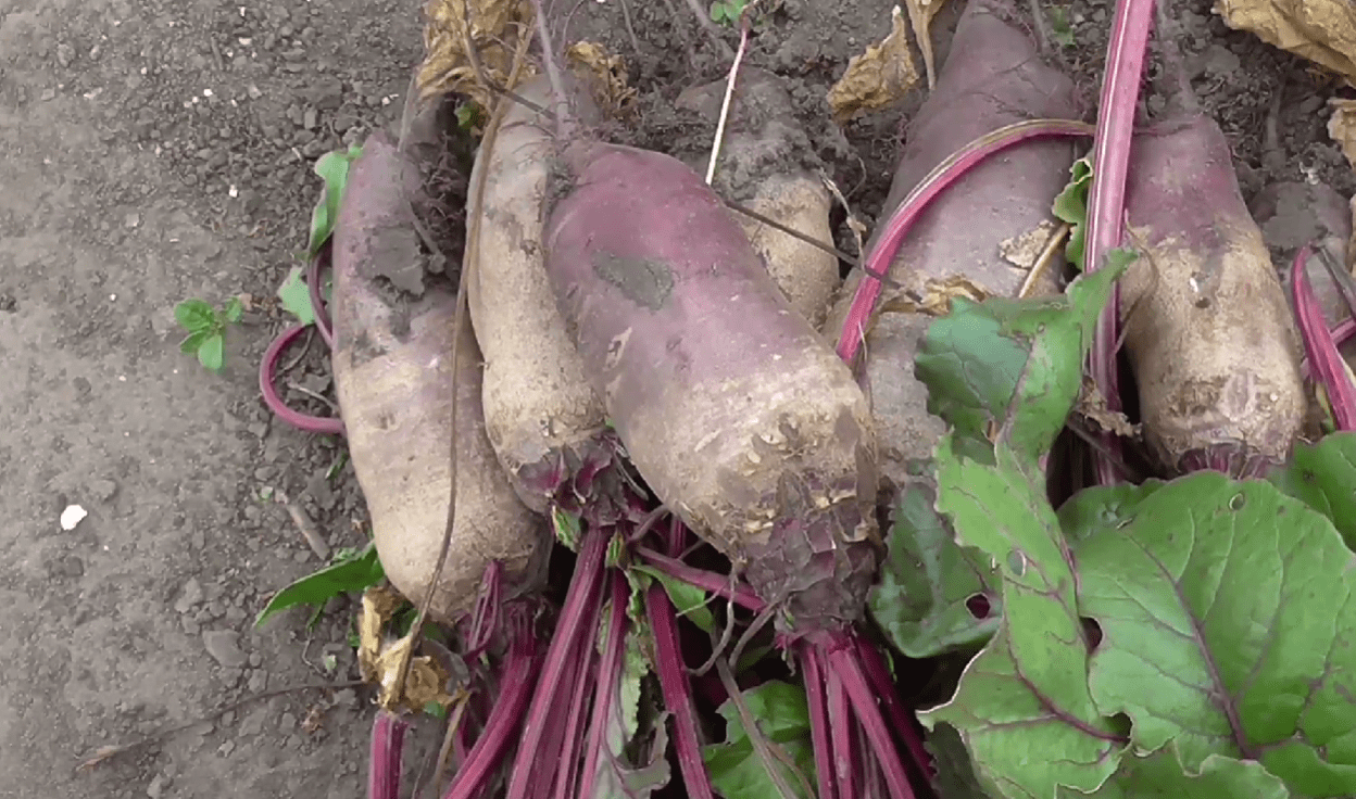 Городники назвали найпопулярніший сорт буряка для для салатів, борщу та закусок
