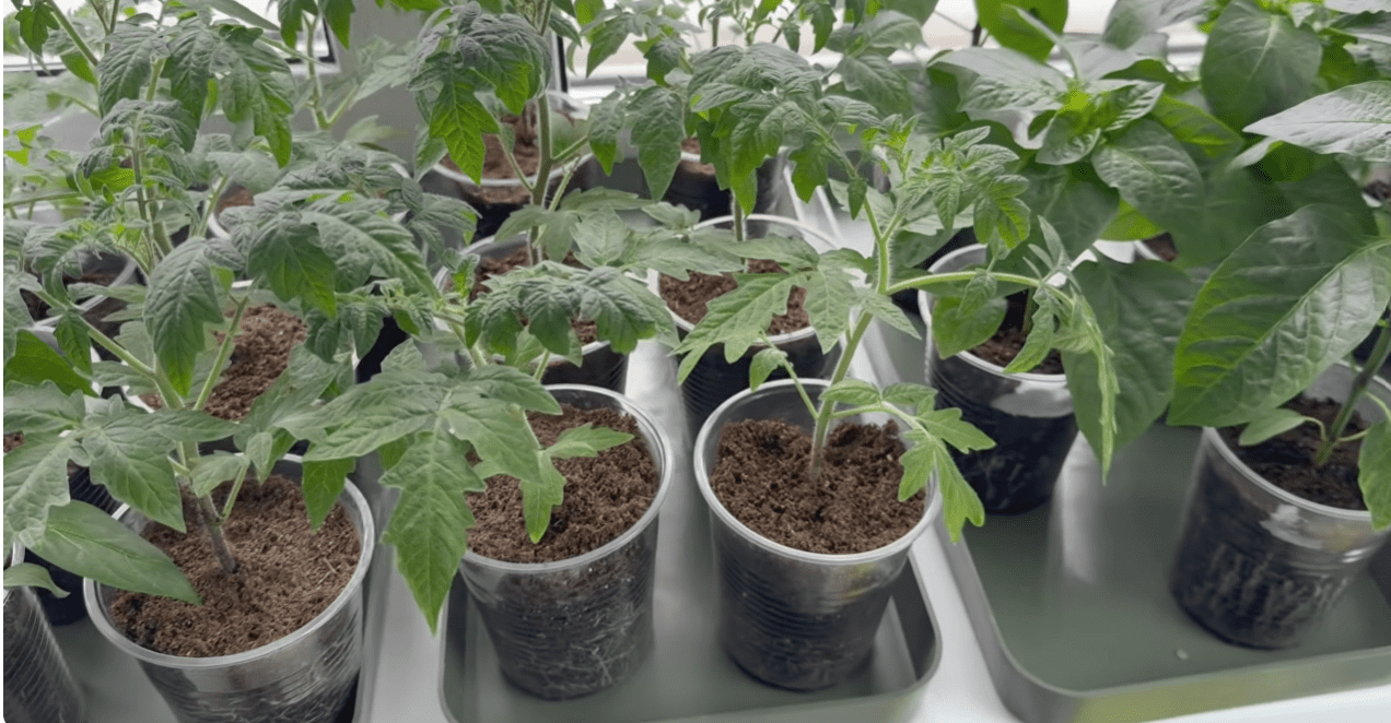 Городники розповіли про найкращий метод посадки розсади томатів