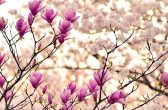 Синоптики здивували прогнозом погоди на весну: до чого потрібно бути готовим українцям у березні, квітні та травні