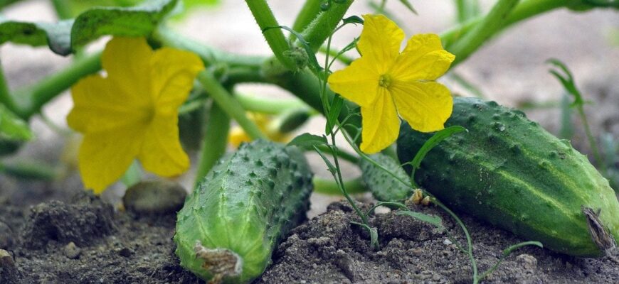 Огірки ростимуть із подвійною силою і не жовтітимуть: посипте цим грядку після того, як зійдуть Огірки ростимуть із подвійною силою і не жовтітимуть: посипте цим грядку після того, як зійдуть