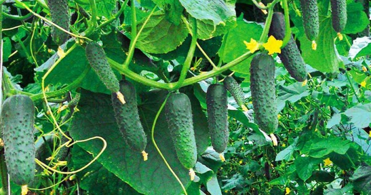 Що садити біля огірків Що садити біля огірків