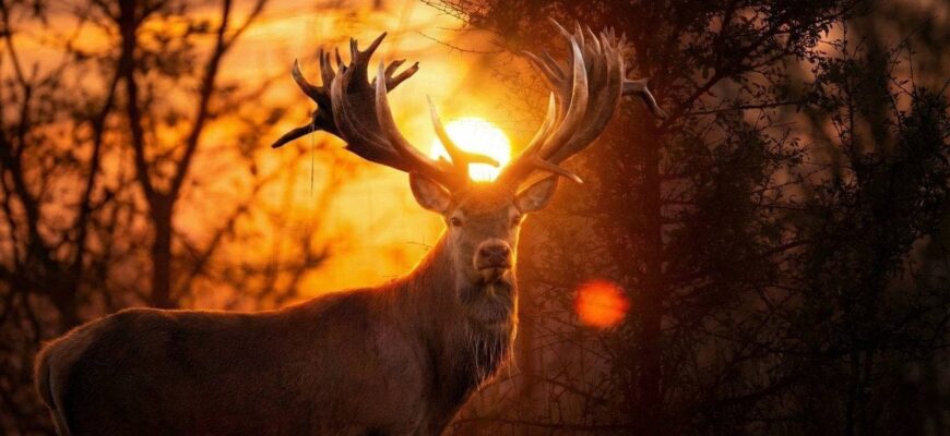 В Україні браконьєр застрелив всесвітньо відомого оленя: подробиці В Україні браконьєр застрелив всесвітньо відомого оленя: подробиці