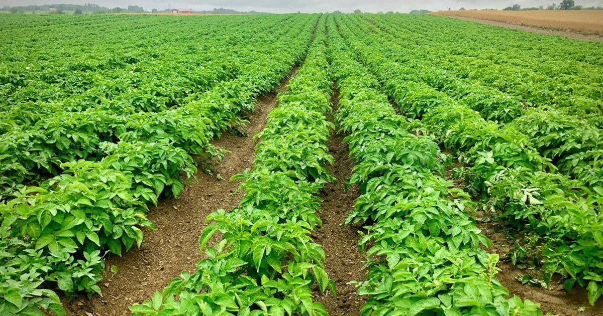 Які урожайні сорти картоплі Які урожайні сорти картоплі