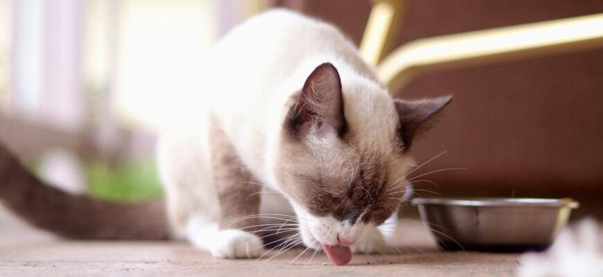 В Одесі жінка без пенсії опікується 9 котами-сиротами: тваринам потрібна допомога з кормом В Одесі жінка без пенсії опікується 9 котами-сиротами: тваринам потрібна допомога з кормом