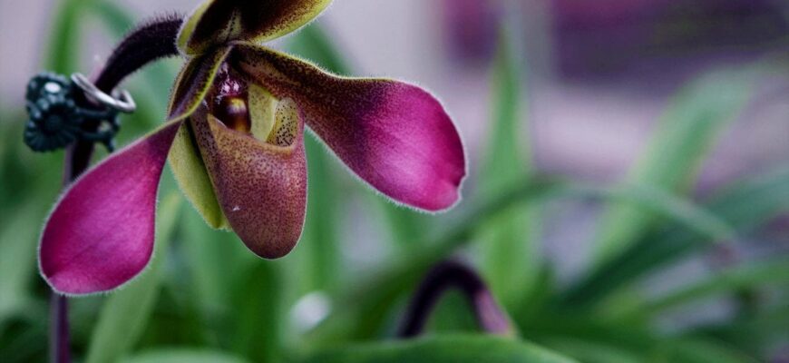 Ви ніколи не здогадаєтесь, як проста картопля змушує орхідею цвісти