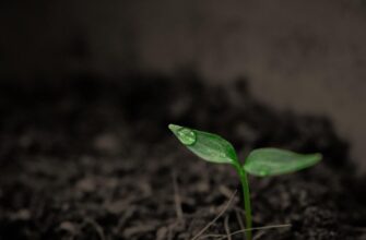 Як проростити розсаду всього за 10 годин: секретний метод