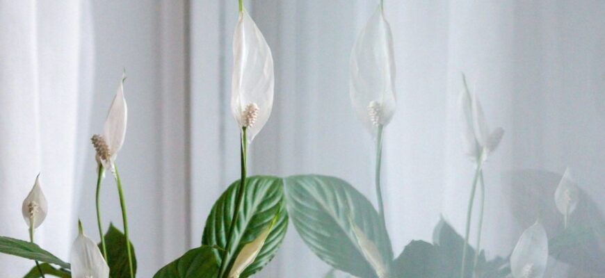 Зів’ялий спатифілум оживе за дві години завдяки продукту з вашої кухні: чим полити рослину Зів’ялий спатифілум оживе за дві години завдяки продукту з вашої кухні: чим полити рослину