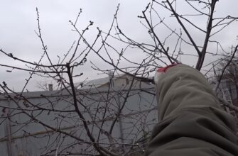 Обрізаю свій сад тільки так узимку: 4 дерева не бояться морозу, а 3 – чіпати не можна