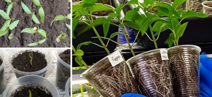 У який день сіяти перці на розсаду: посівний календар на березень 2026 від діда Івана